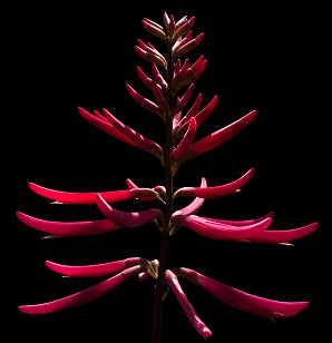 Coralbean, Cherokee Bean – Erythrina Herbacea