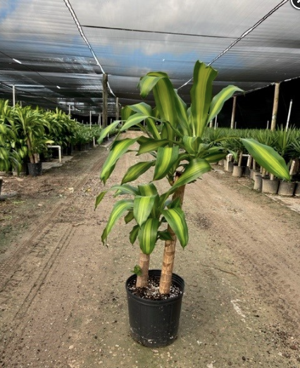 Corn Plant – Dracaena Fragrans ‘Massangeana’