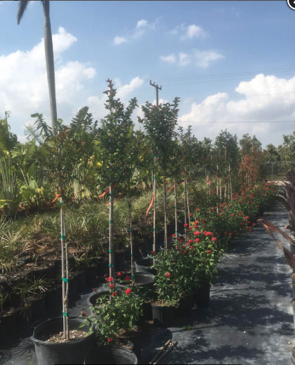 Crape Myrtle (Tree) – Lagerstroemia Indica