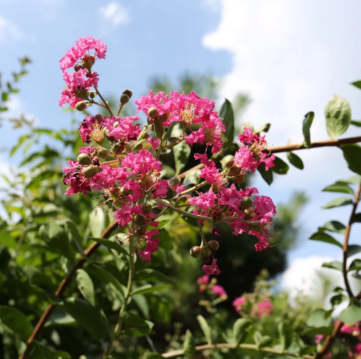 Crape Myrtle – Lagerstroemia Indica ‘Tuscarora’