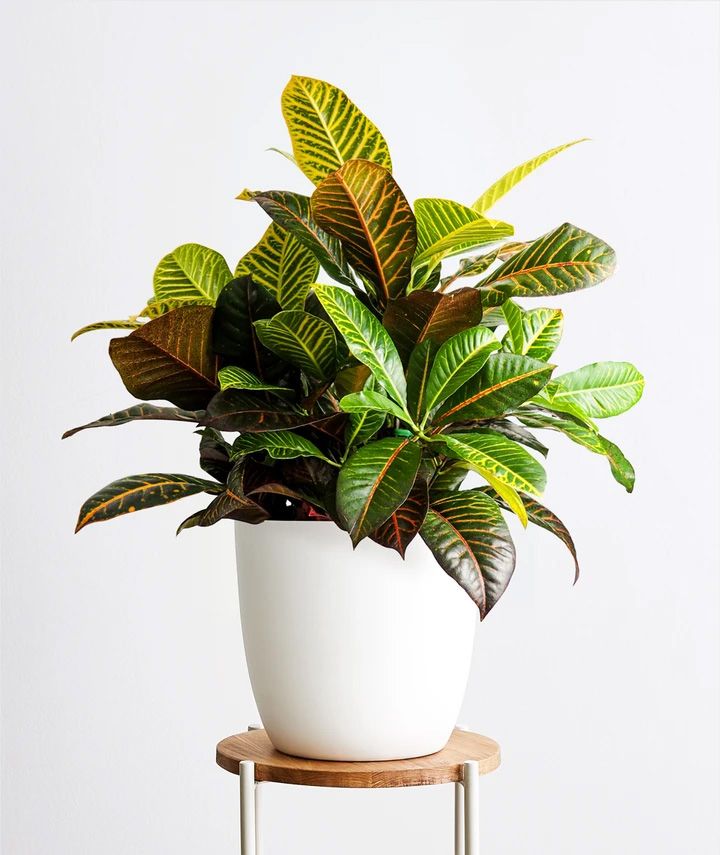 Croton, Petra – Codiaeum Variegatum ‘Petra’