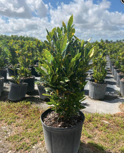 Croton – Codiaeum Variegatum ‘Gold Dust’