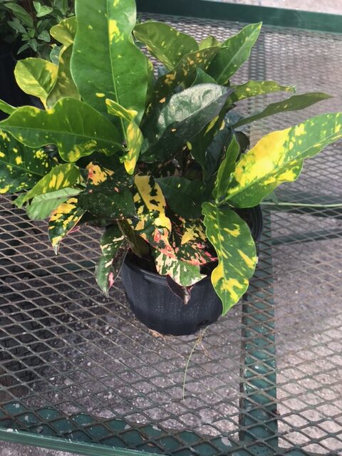 Croton – Codiaeum Variegatum ‘Magnificent’