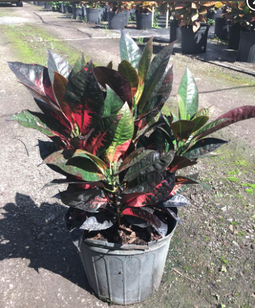 Croton – Codiaeum Variegatum ‘Mrs Iceton’