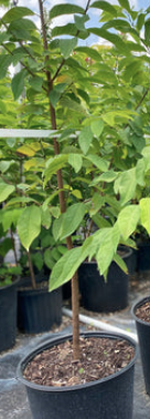 Custard Apple – Annona Reticulata