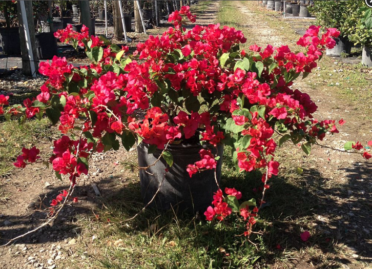 Dark Pink Bougainvillea (Bush) – Bougainvillea ‘Barbara Karst’