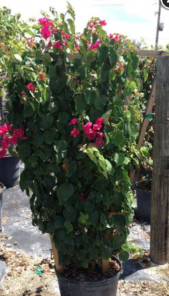 Dark Pink Bougainvillea (Vine) – Bougainvillea ‘Barbara Karst’