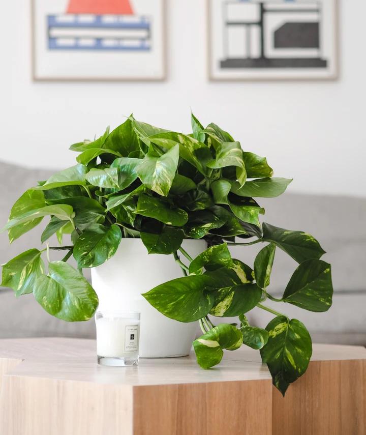 Devil’s Ivy – Epipremnum Aureum