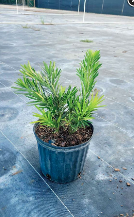 Dwarf Japanese Yew – Podocarpus Macrophyllus ‘Pringles’