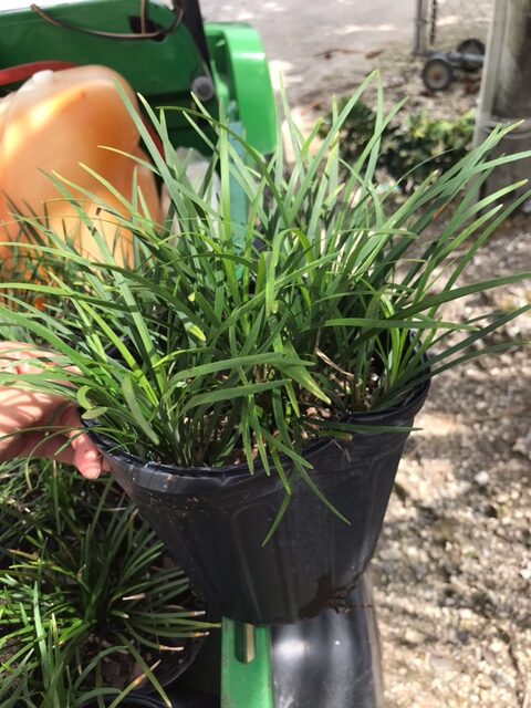 Dwarf Mondo Grass – Ophiopogon Japonicus ‘Nana’