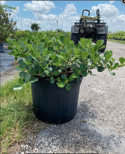 Dwarf Pitch Apple, Autograph Tree – Clusia Rosea ‘Nana’