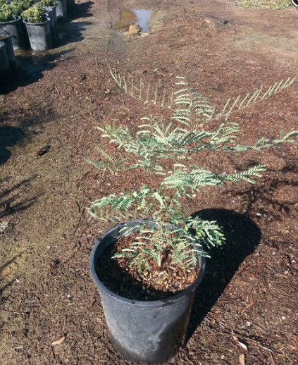 Dwarf Poinciana, Pride Of Barbados – Caesalpinia Pulcherrima