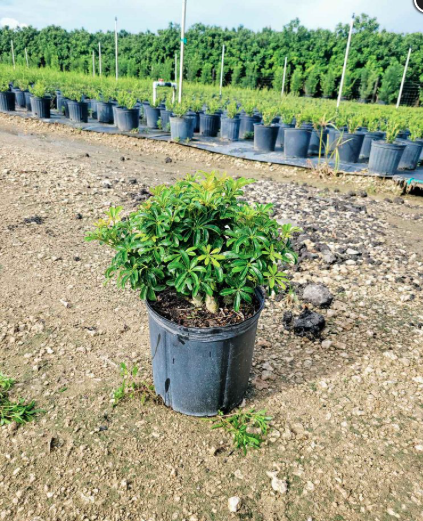 Dwarf Umbrella Tree – Schefflera Arboricola ‘Compacta’