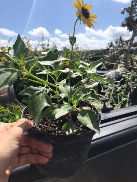 East Coast Dune Sunflower – Helianthus Debilis Subsp. Debilis