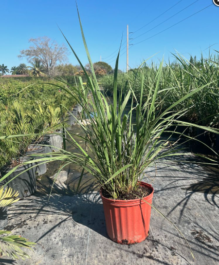 Eastern Gamagrass, Fakahatchee Grass – Tripsacum Dactyloides