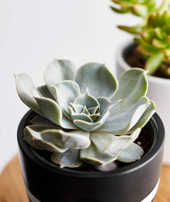 Echeveria – Echeveria
