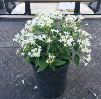 Egyptian Star Cluster – Pentas Lanceolata ‘White’