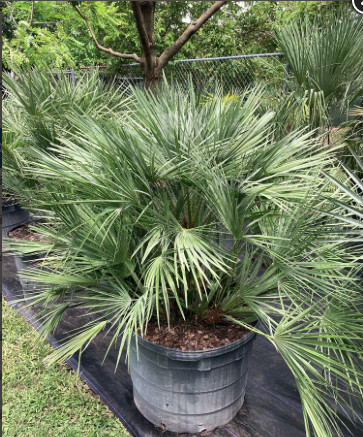 European Fan Palm, Mediterranean Fan Palm – Chamaerops Humilis