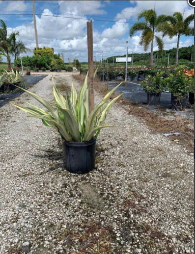 False Agave – Furcraea Foetida