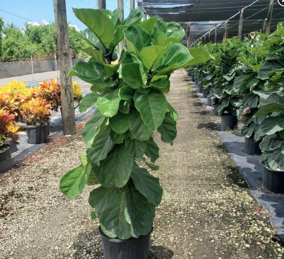 Fiddle Leaf Fig – Ficus Lyrata