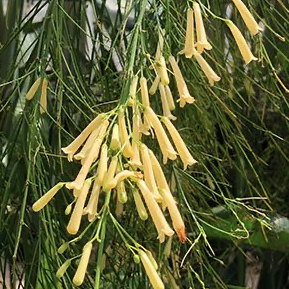 Firecracker Bush – Russelia Equisetiformis Lutea
