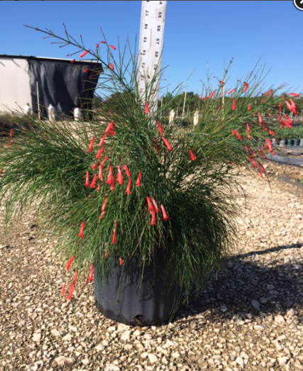Firecracker Bush – Russellia Equisetiformis