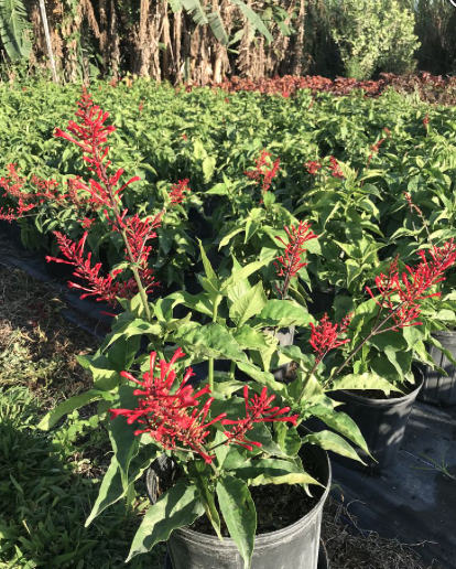 Firespike Red – Odontonema Strictum ‘Red’