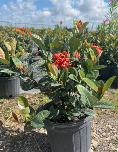 Flame Of The Woods, Jungle Flame, Jungle Geranium – Ixora Coccinea ‘Maui Red’