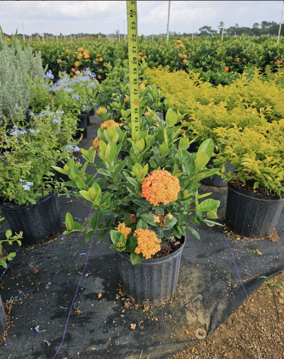 Flame Of The Woods, Jungle Flame, Jungle Geranium – Ixora Coccinea ‘Maui Yellow’