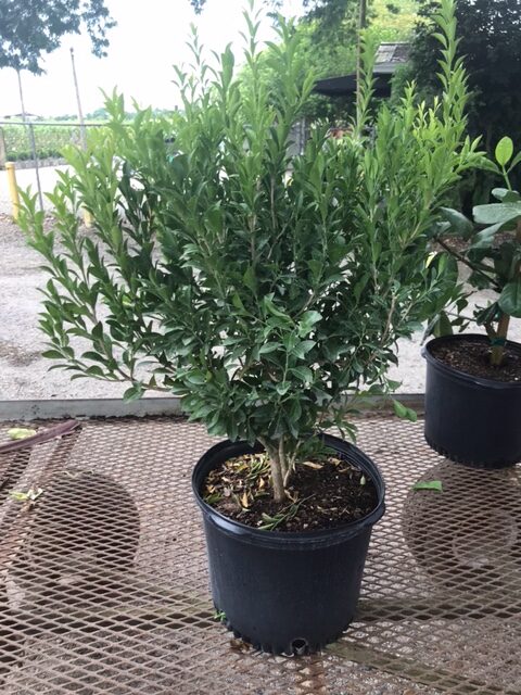 Florida Boxwood – Schaefferia Frutescens