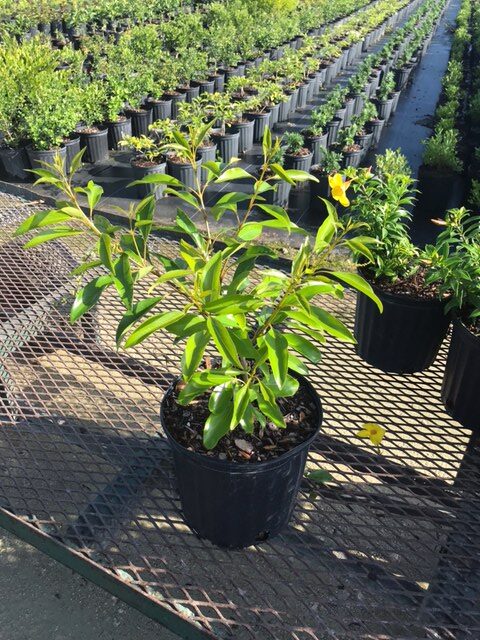 Florida Fiddlewood – Citharexylum Spinosum