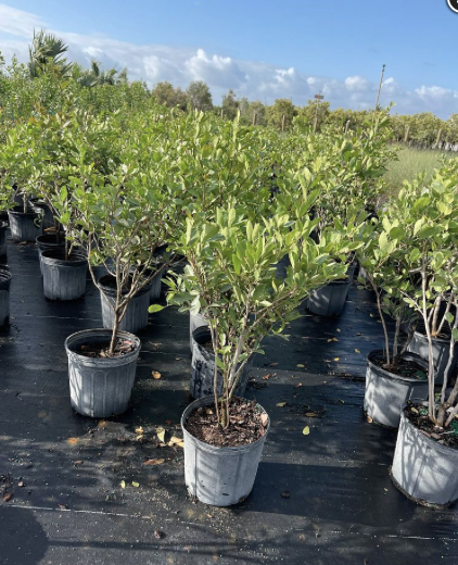 Florida Keys Blackbead – Pithecellobium Keyense