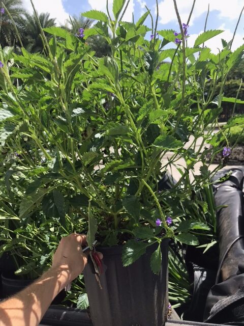 Florida Native Porterweed – Stachytarpheta Jamaicensis