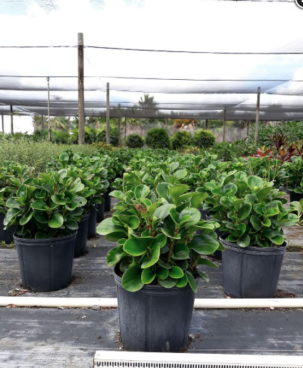 Florida Peperomia, Baby Rubberplant – Peperomia Obtusifolia