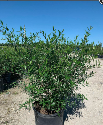 Florida Privet, Florida Swampprivet – Forestiera Segregata