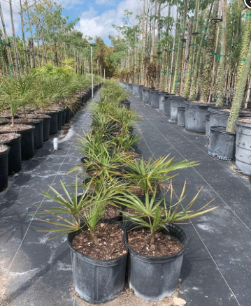 Florida Silver Palm – Coccothrinax Argentata