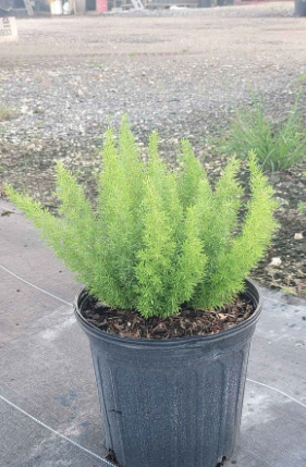 Foxtail Fern – Asparagus Densiflorus ‘Meyerii’