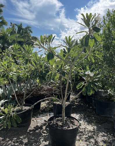 Frangipani ‘Singapore’ – Plumeria Obtusa ‘Singapore’