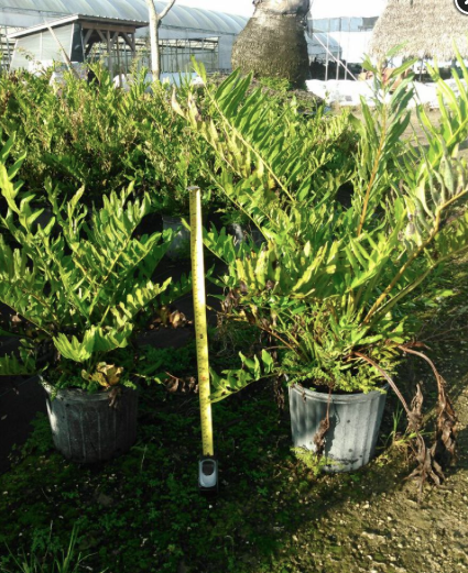 Giant Leather Fern – Acrostichum Danaeifolium