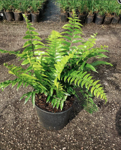 Giant Sword Fern – Nephrolepis Biserrata