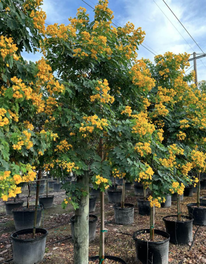 Glaucous Cassia – Cassia Surattensis