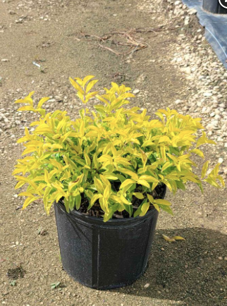Gold Mound – Duranta Erecta ‘Gold Mound’