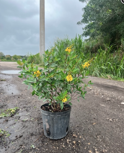 Gold Shower, Galphimia Gracilis, Shower Of Gold, Golden Thryallis, Thryallis Glauca – Galphimia Glauca