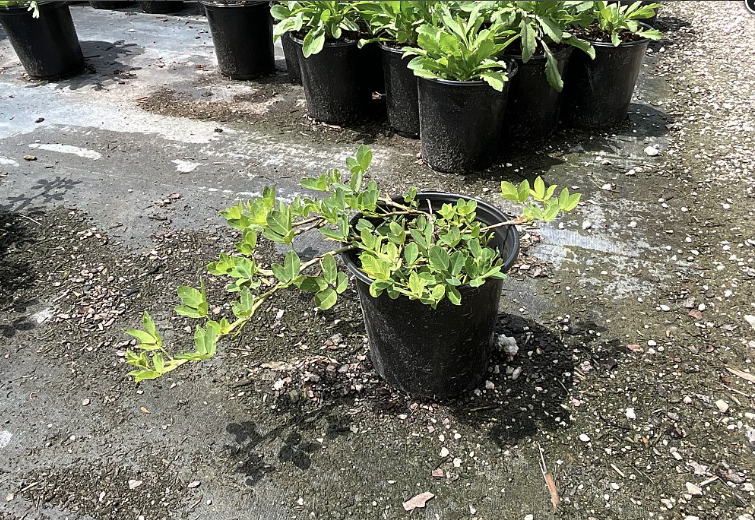 Golden Ornamental Peanut, Perennial Peanut – Arachis Glabrata