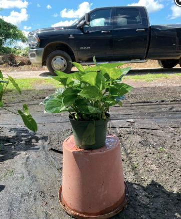 Golden Pothos Vine, Devil’s Ivy, Centipede Vine – Epipremnum Aureum ‘Marble Queen’