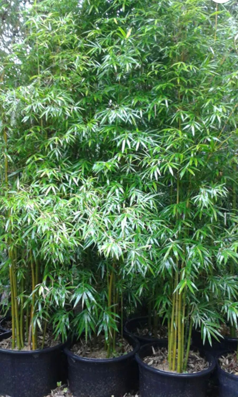 Graceful Bamboo, Weaver’s Bamboo – Bambusa Textilis ‘Gracilis’
