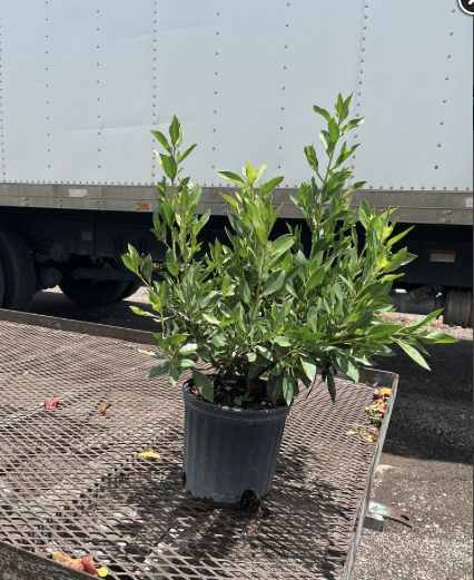 Green Buttonwood (Bush) – Conocarpus Erectus