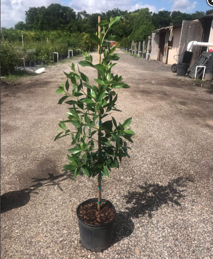 Green Buttonwood (Tree) – Conocarpus Erectus