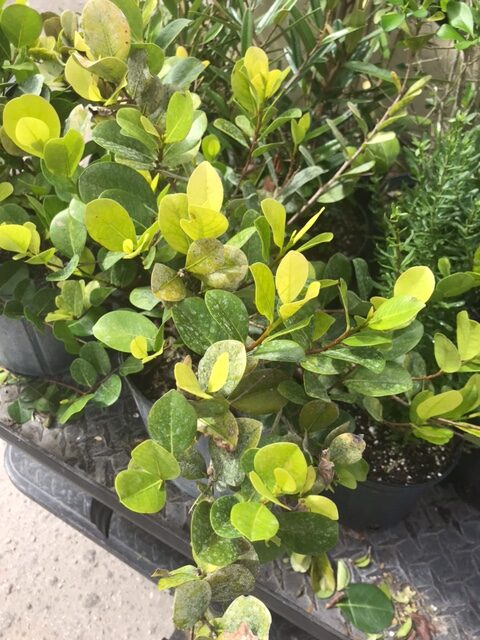 Green Cocoplum – Chrysobalanus Icaco