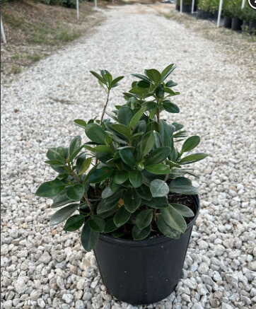 Green Island Ficus – Ficus Microcarpa ‘Green Island’